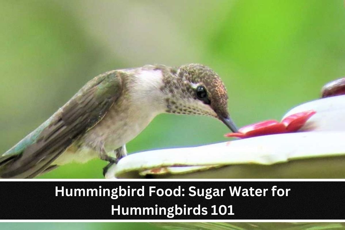 Hummingbird Food Sugar Water for Hummingbirds 101