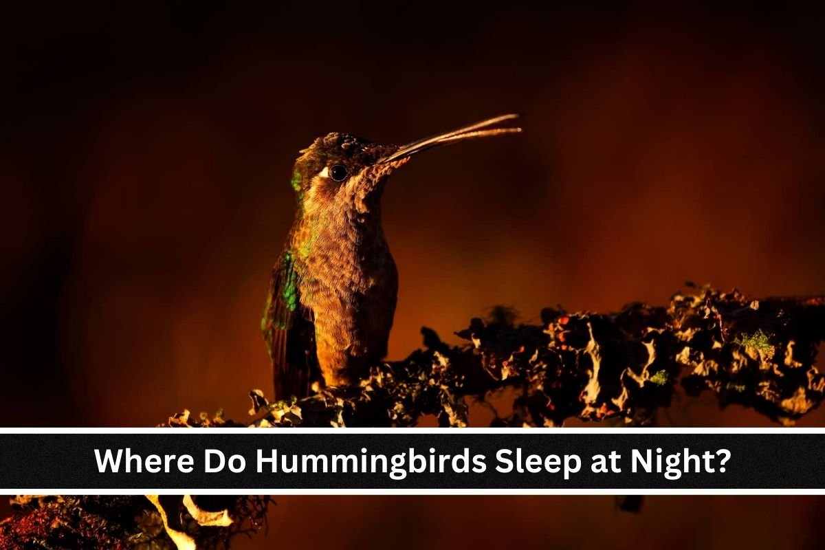 Where Do Hummingbirds Sleep at Night